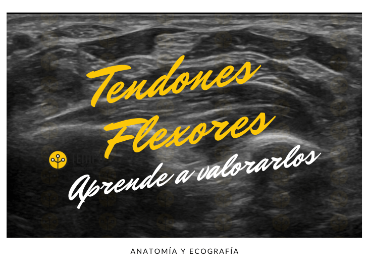 tendones-flexores-muneca-ecografia-aprende-a-valorarlos